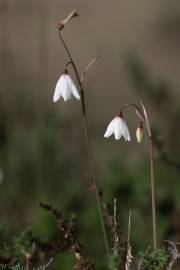 Fotografia da espécie Acis autumnalis