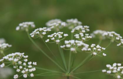 Fotografia da espécie Carum verticillatum