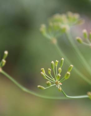 Fotografia 4 da espécie Carum verticillatum no Jardim Botânico UTAD