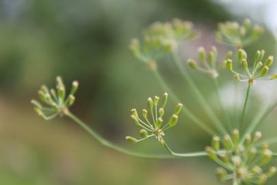 Fotografia da espécie Carum verticillatum