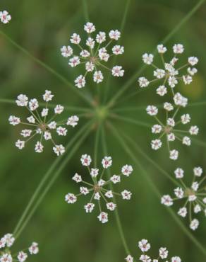 Fotografia 5 da espécie Carum verticillatum no Jardim Botânico UTAD