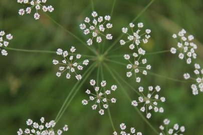 Fotografia da espécie Carum verticillatum