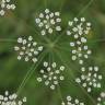 Fotografia 5 da espécie Carum verticillatum do Jardim Botânico UTAD