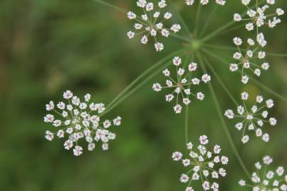 Fotografia da espécie Carum verticillatum