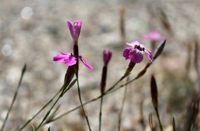 Fotografia da espécie Dianthus laricifolius subesp. laricifolius