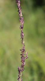 Fotografia da espécie Molinia caerulea