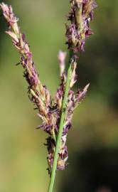 Fotografia da espécie Molinia caerulea