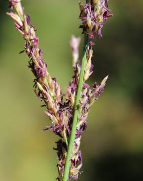 Fotografia 3 da espécie Molinia caerulea no Jardim Botânico UTAD