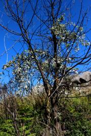 Fotografia da espécie Quercus pyrenaica