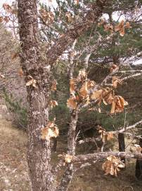 Fotografia da espécie Quercus pyrenaica