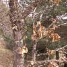 Fotografia 7 da espécie Quercus pyrenaica do Jardim Botânico UTAD