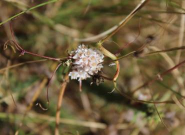 Fotografia da espécie Cuscuta epithymum