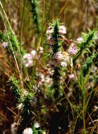 Fotografia da espécie Cuscuta epithymum