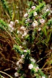 Fotografia da espécie Cuscuta epithymum