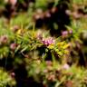 Fotografia 8 da espécie Cuscuta epithymum do Jardim Botânico UTAD