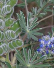 Fotografia da espécie Lupinus cosentinii