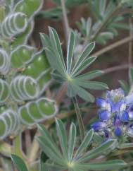 Lupinus cosentinii