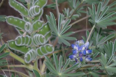 Fotografia da espécie Lupinus cosentinii