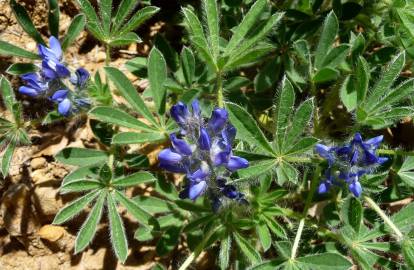 Fotografia da espécie Lupinus micranthus