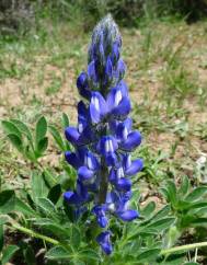 Lupinus micranthus