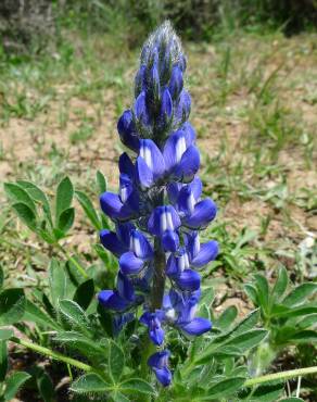 Fotografia 1 da espécie Lupinus micranthus no Jardim Botânico UTAD