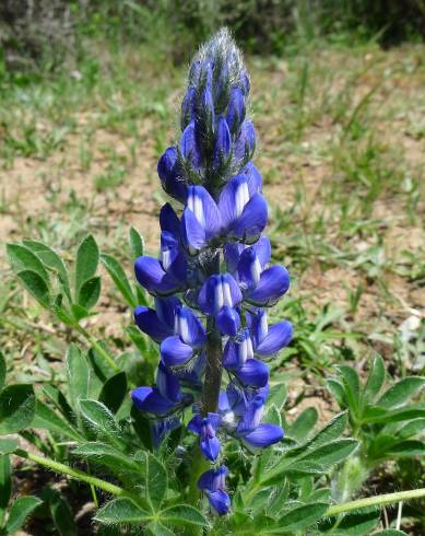 Fotografia de capa Lupinus micranthus - do Jardim Botânico