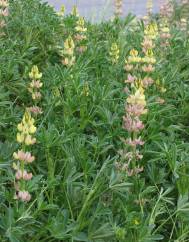 Lupinus gredensis