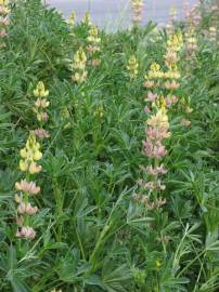 Fotografia da espécie Lupinus gredensis