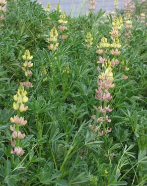 Fotografia 1 da espécie Lupinus gredensis no Jardim Botânico UTAD