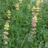 Fotografia 1 da espécie Lupinus gredensis do Jardim Botânico UTAD