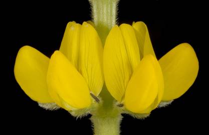 Fotografia da espécie Lupinus luteus