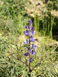 Fotografia da espécie Lupinus angustifolius