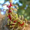 Fotografia 8 da espécie Ceratonia siliqua do Jardim Botânico UTAD