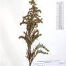 Fotografia de herbário 1 da espécie Artemisia vulgaris no Jardim Botânico UTAD