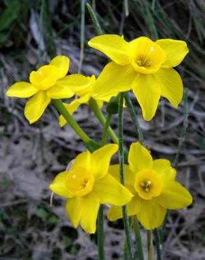 Fotografia 2 da espécie Narcissus jonquilla no Jardim Botânico UTAD
