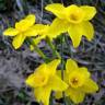 Fotografia 2 da espécie Narcissus jonquilla do Jardim Botânico UTAD