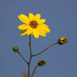 Fotografia da espécie Helianthus tuberosus