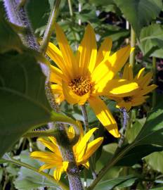 Fotografia da espécie Helianthus tuberosus