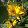 Fotografia 4 da espécie Helianthus tuberosus do Jardim Botânico UTAD