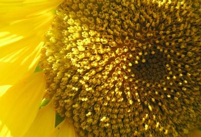 Fotografia da espécie Helianthus annuus