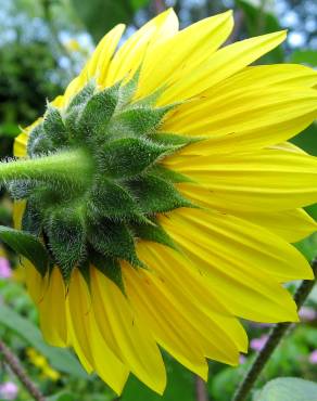 Fotografia 4 da espécie Helianthus annuus no Jardim Botânico UTAD