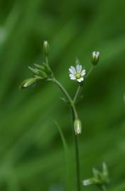 Fotografia da espécie Cerastium fontanum subesp. vulgare