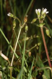 Fotografia da espécie Cerastium fontanum subesp. vulgare