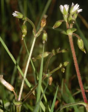 Fotografia 3 da espécie Cerastium fontanum subesp. vulgare no Jardim Botânico UTAD