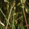 Fotografia 3 da espécie Cerastium fontanum subesp. vulgare do Jardim Botânico UTAD