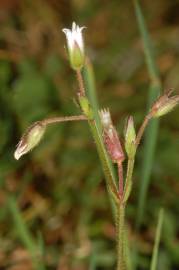 Fotografia da espécie Cerastium fontanum subesp. vulgare