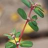 Fotografia 2 da espécie Chamaesyce maculata do Jardim Botânico UTAD