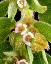 Fotografia da espécie Chamaesyce maculata