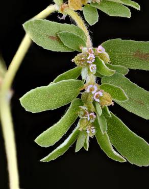 Fotografia 3 da espécie Chamaesyce maculata no Jardim Botânico UTAD