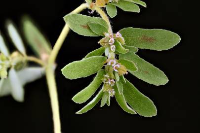 Fotografia da espécie Chamaesyce maculata